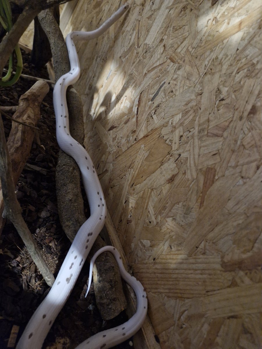 Snow Pantherophis guttatus photo 3
