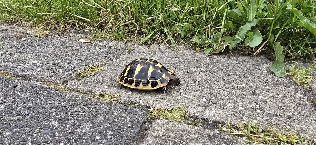 Hermanni Griekse Landschildpad (Testudo Hermanni) photo 2