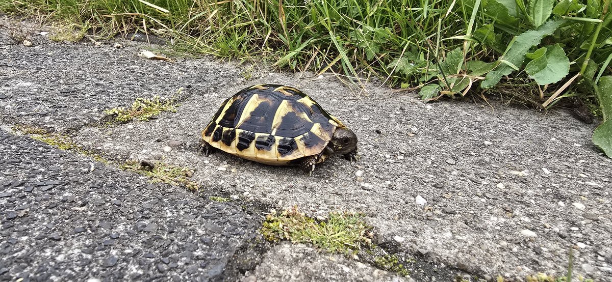 Hermanni Griekse Landschildpad (Testudo Hermanni) - unknown for sale from FrieslandExotics