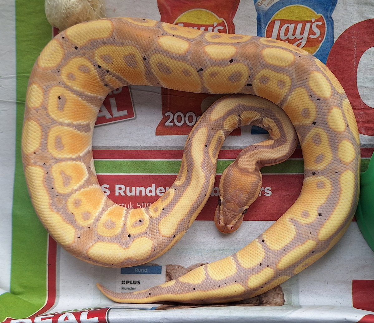 Coral glow DH Clown G-stripe  Ball Python - male for sale from SC