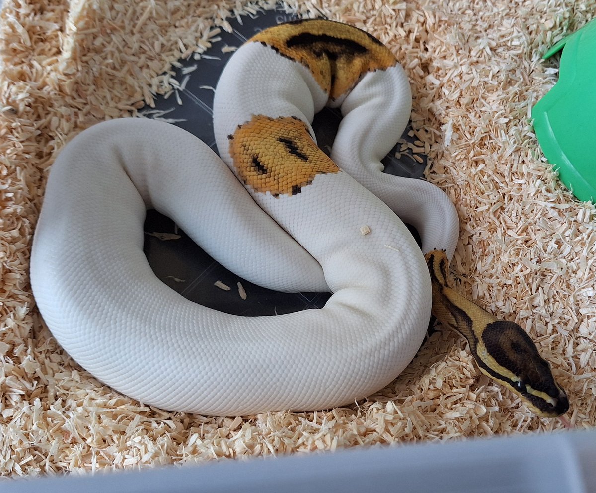 Pied het hypo 50%het ultramel  Ball Python - male for sale from SC