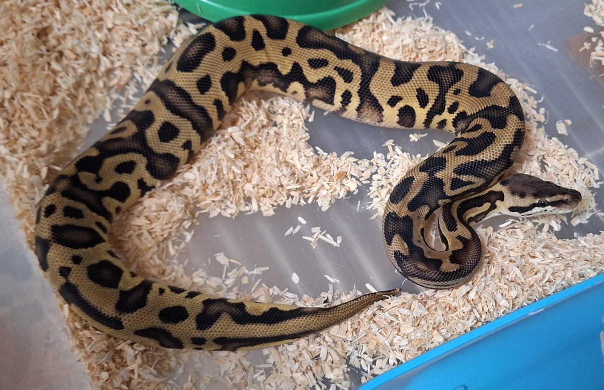Leopard Pastel DH Clown G-stripe  Ball Python - female for sale from SC