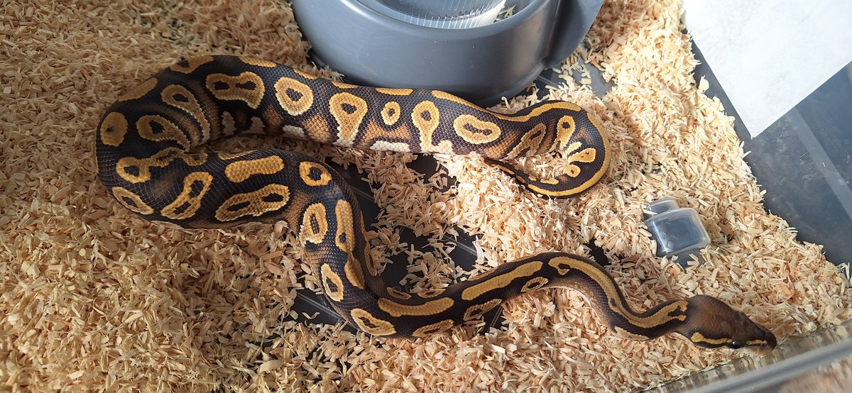Black Head hypo Ball Python - male for sale from SC