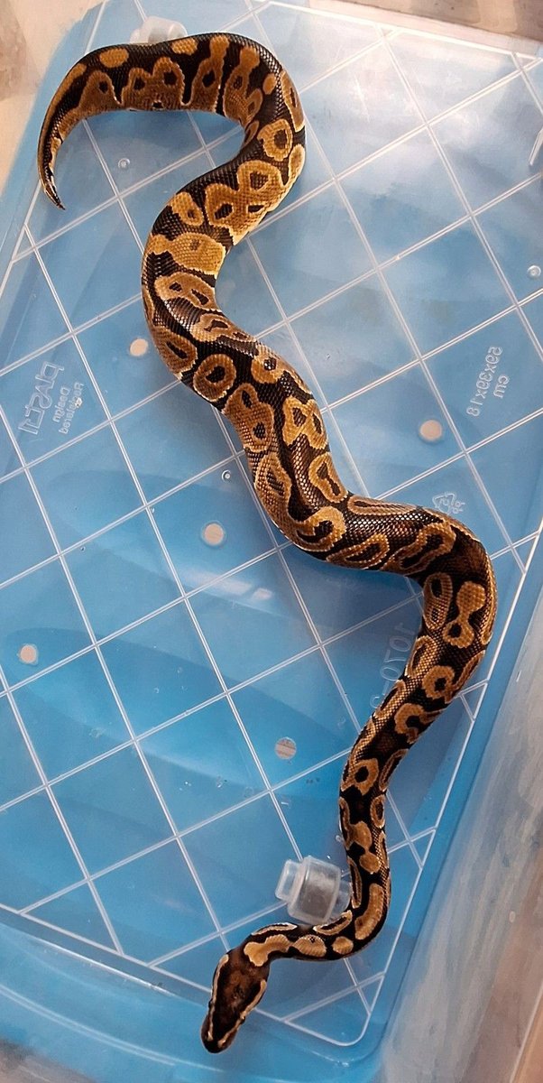 Hurricane  Ball Python - male for sale from SC