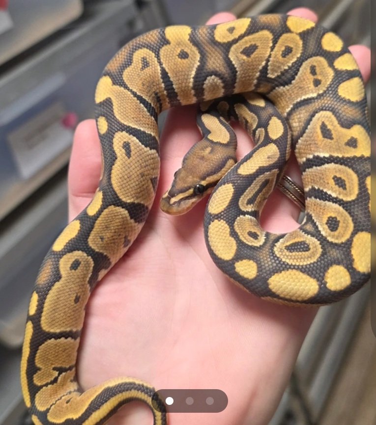 Fire hypo poss chocolate  Ball Python - male for sale from SC
