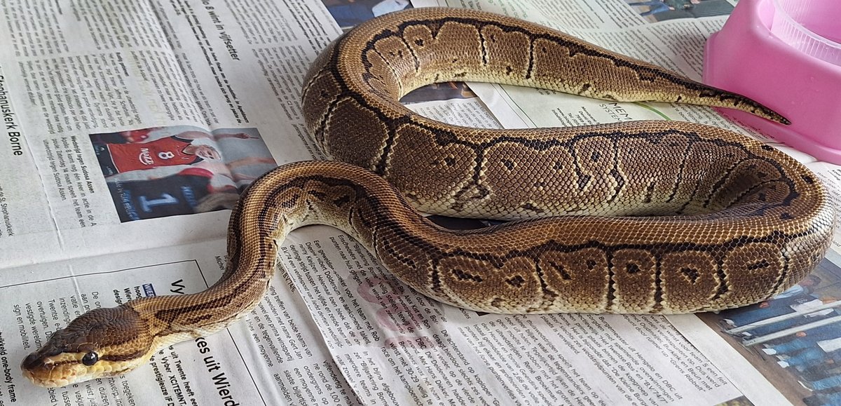 Pinstripe DH Clown Pied  Ball Python - female for sale from SC