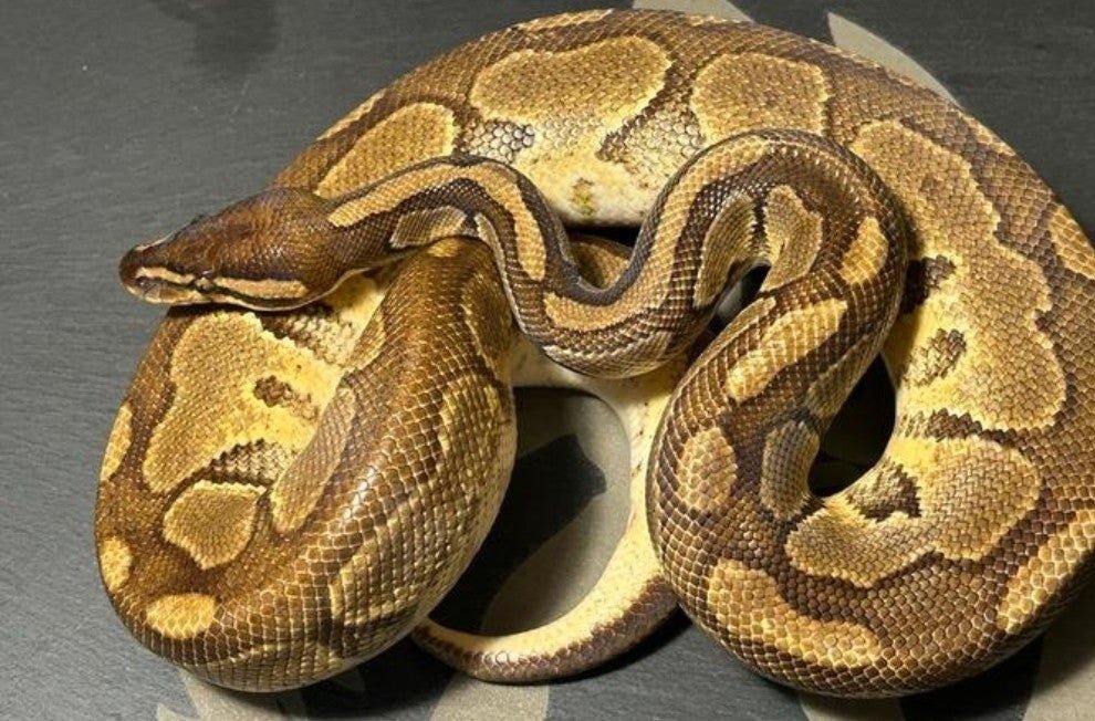 Bongo enchi het hypo  Ball Python - male for sale from SC