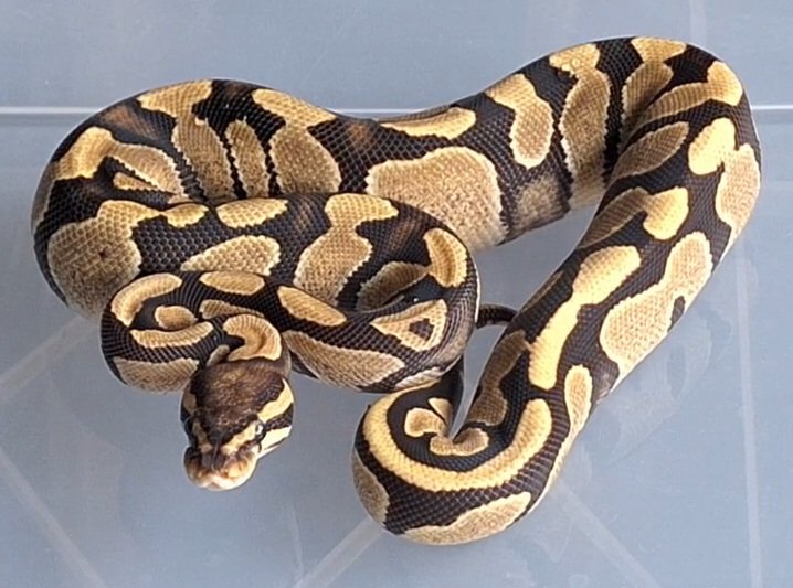 Chocolate het hypo  Ball Python - female for sale from SC