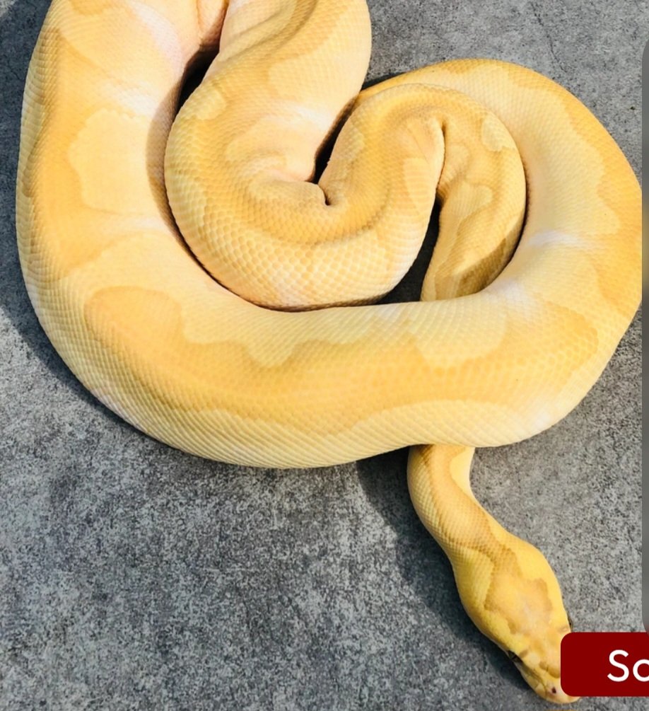 Banana enchi lesser clown  Ball Python - male for sale from SC