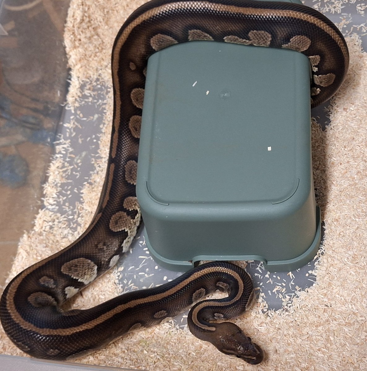 Stranger het pied 50%het clown  Ball Python - male for sale from SC