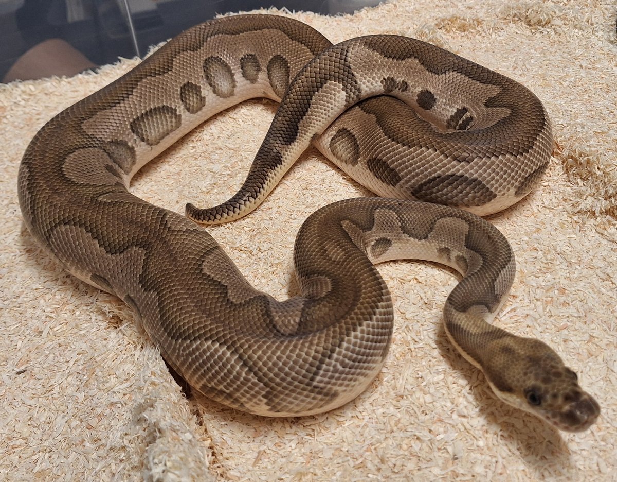 Leopard Mojave clown  Ball Python - male for sale from SC