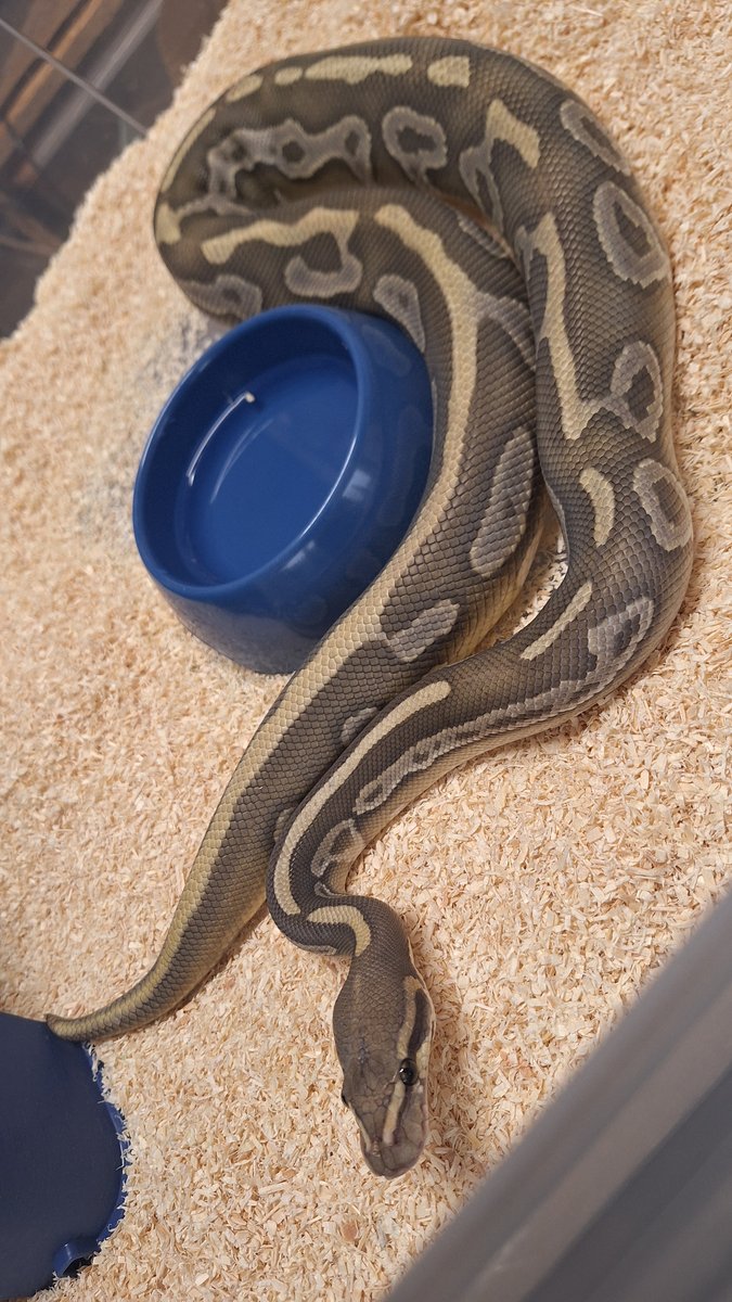 Mojave leopard hypo  Ball Python - male for sale from SC