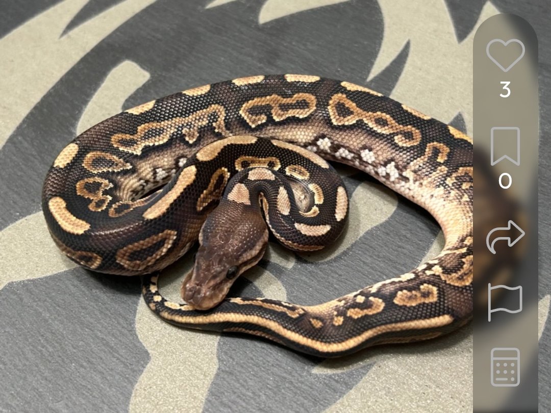 Black pastel yellowbelly or asphalt 66%het clown  Ball Python - male for sale from SC