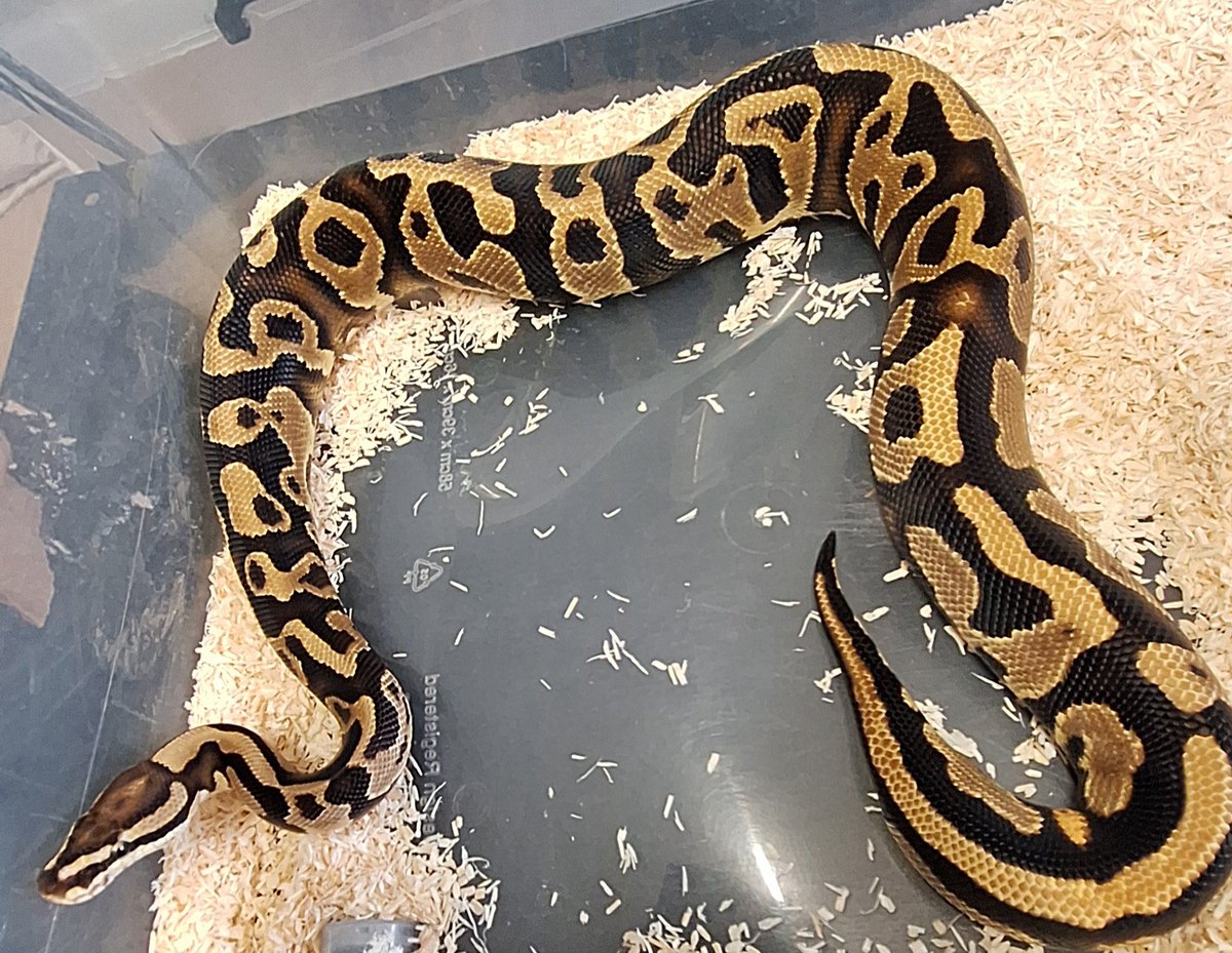 Leopard yellowbelly fire DH Hypo clown  Ball Python - male for sale from SC