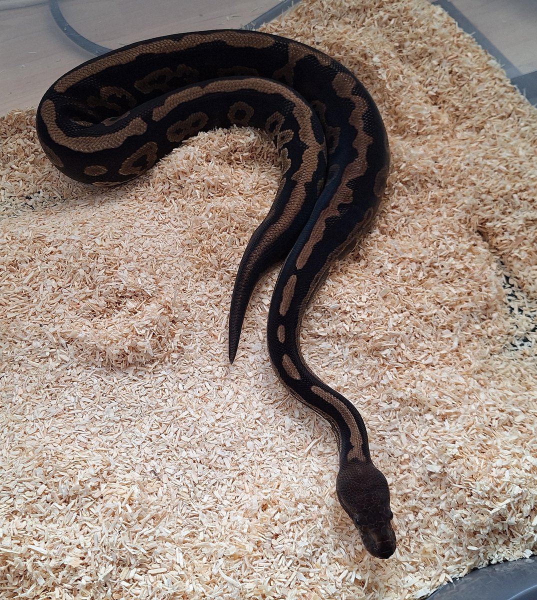 Confusion cinnamon  Ball Python - male for sale from SC