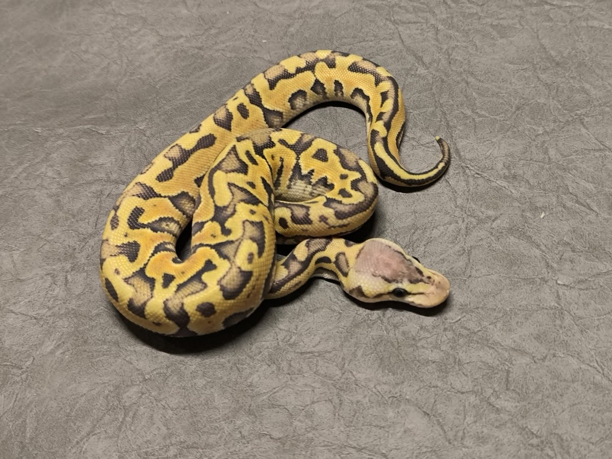 Puzzle, Hypo, Pastel Ball Python - female for sale from Rainer Jeske