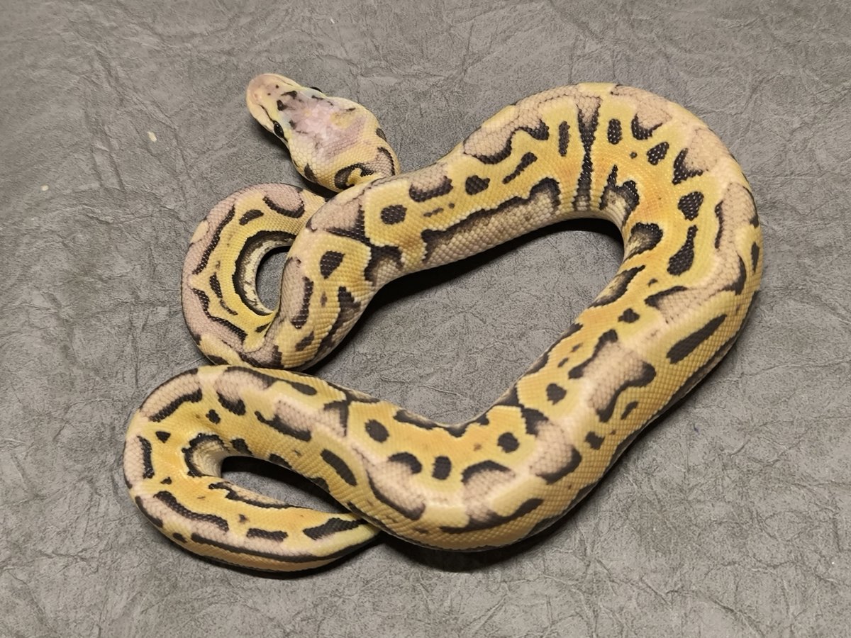 Puzzle Hypo Super Pastel Ball Python - female for sale from Rainer Jeske