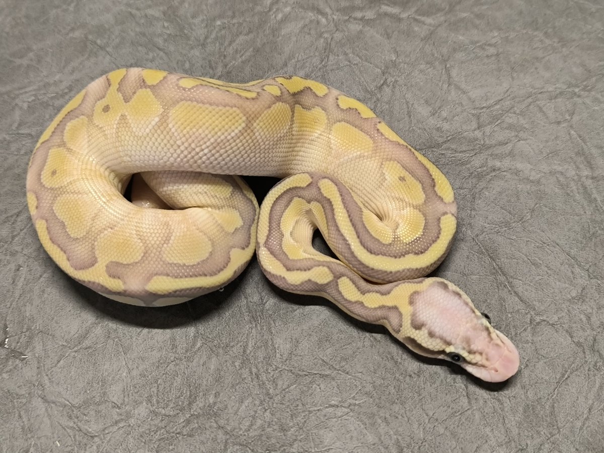 Lesser Pastel Hypo Het Puzzle Ball Python - female for sale from Rainer Jeske