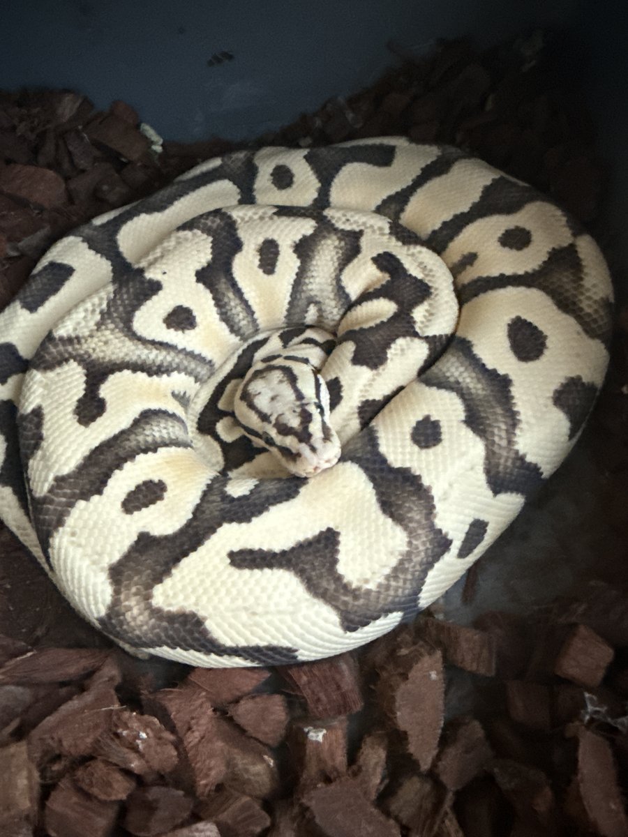 Pastel harlequin dg het cryptic