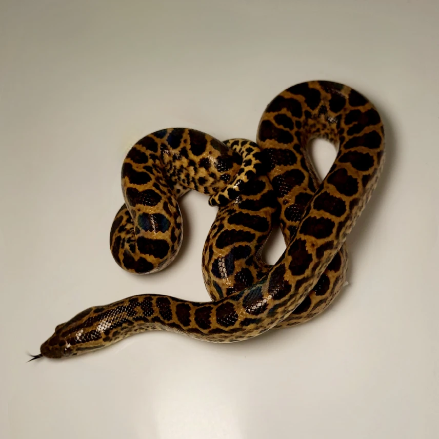 Male and Female baby Yellow Anaconda