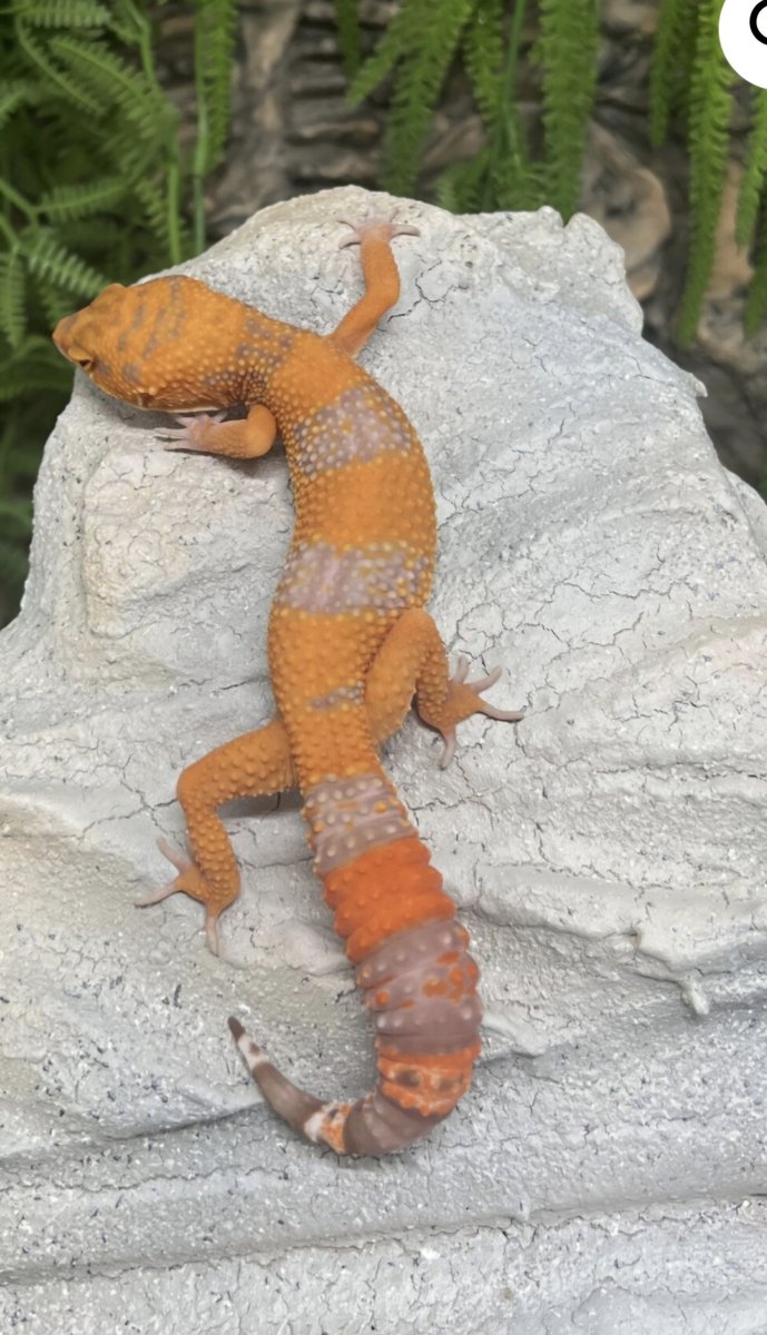 Blood tremper Leopard Gecko - female for sale from Tamara