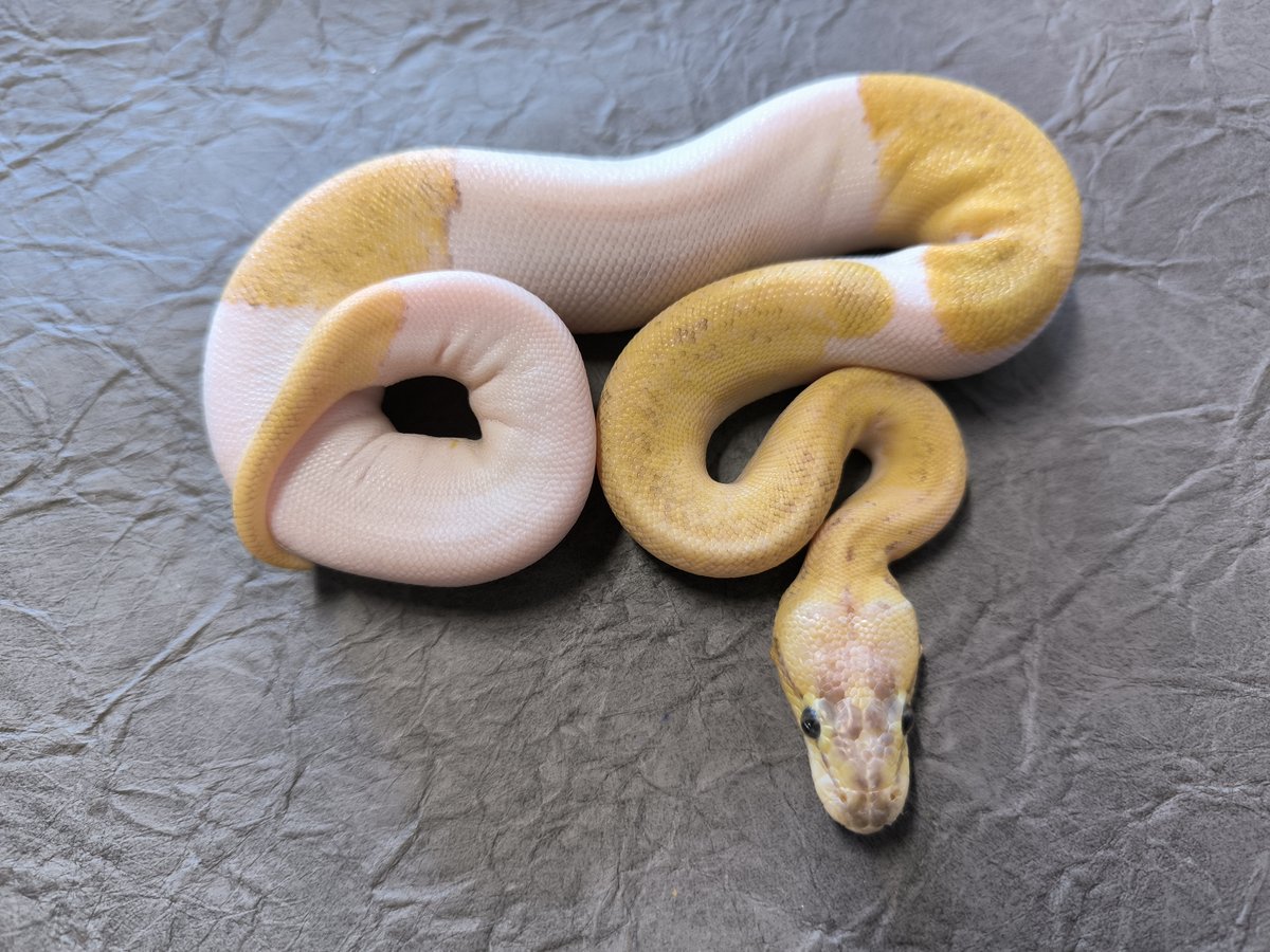 Orange Dream Pastel Pinstripe pos Yellow Belly Piebald