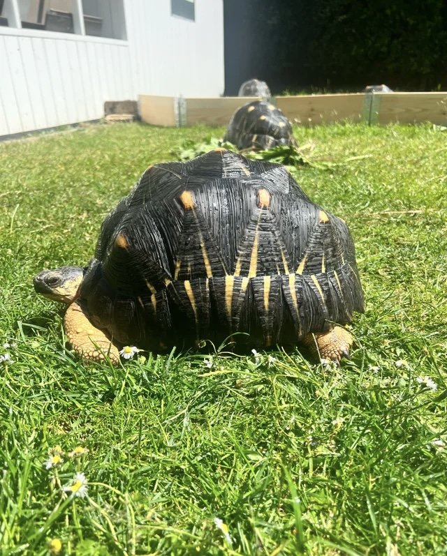 Radiated Tortoise Tortoise - male for sale from Latino 