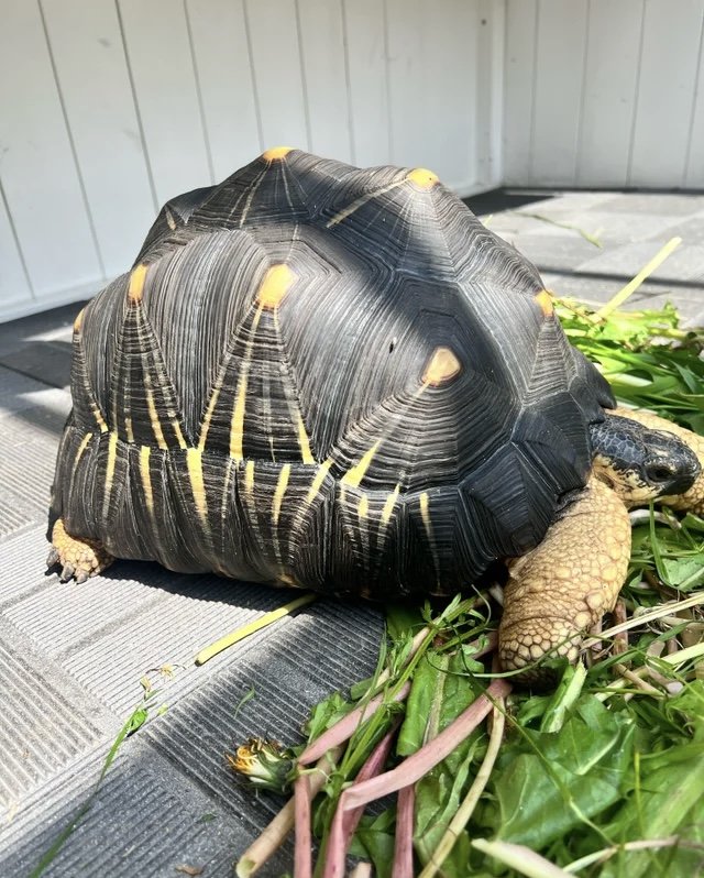 Radiated Tortoise Tortoise photo 2