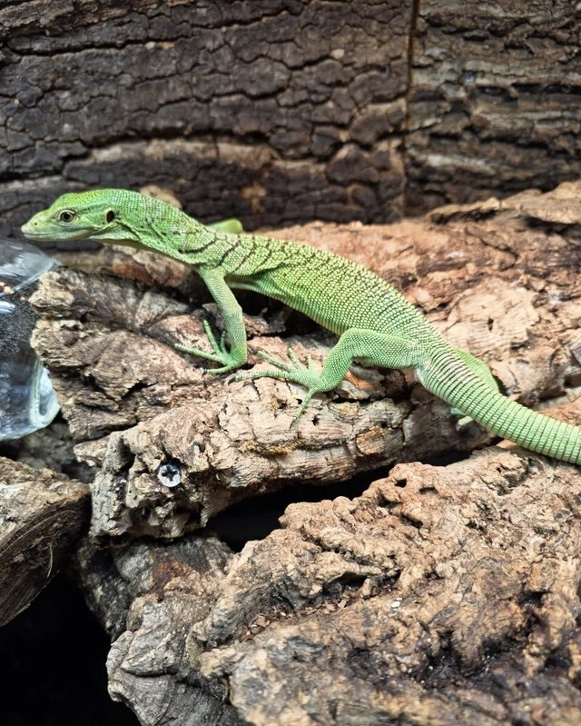 Male Green Tree Monitor Green tree monitor - male for sale from Latino 