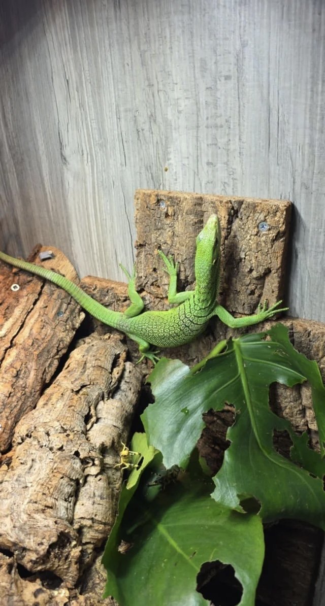 Male Green Tree Monitor Green tree monitor photo 2