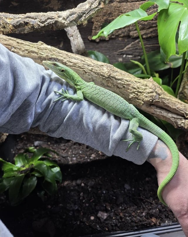 Male Green Tree Monitor Green tree monitor photo 3