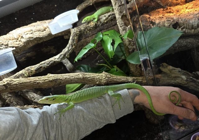 Male Green Tree Monitor Green tree monitor photo 5