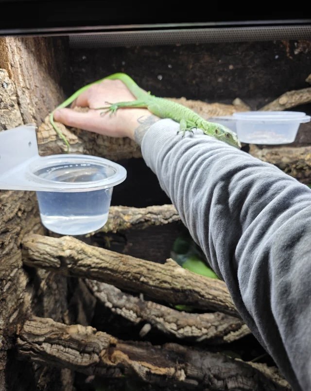 Male Green Tree Monitor Green tree monitor photo 4