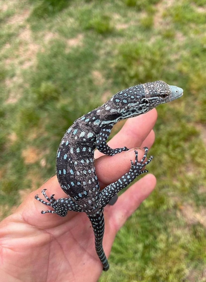 Blue Tree Monitor – Varanus Macraei Lizards - unknown for sale from Latino 