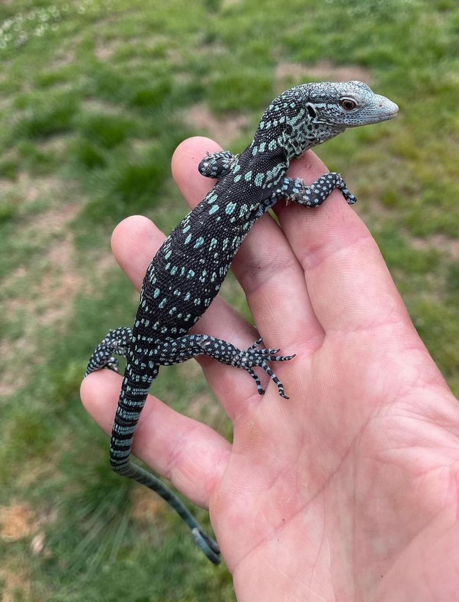 Blue Tree Monitor – Varanus Macraei Lizards photo 2
