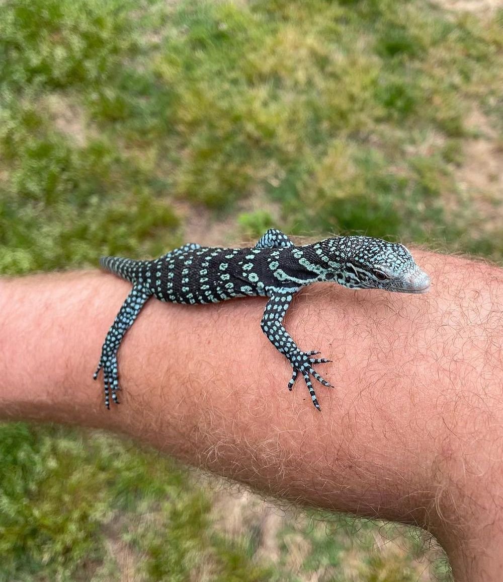 Blue Tree Monitor – Varanus Macraei Lizards photo 3