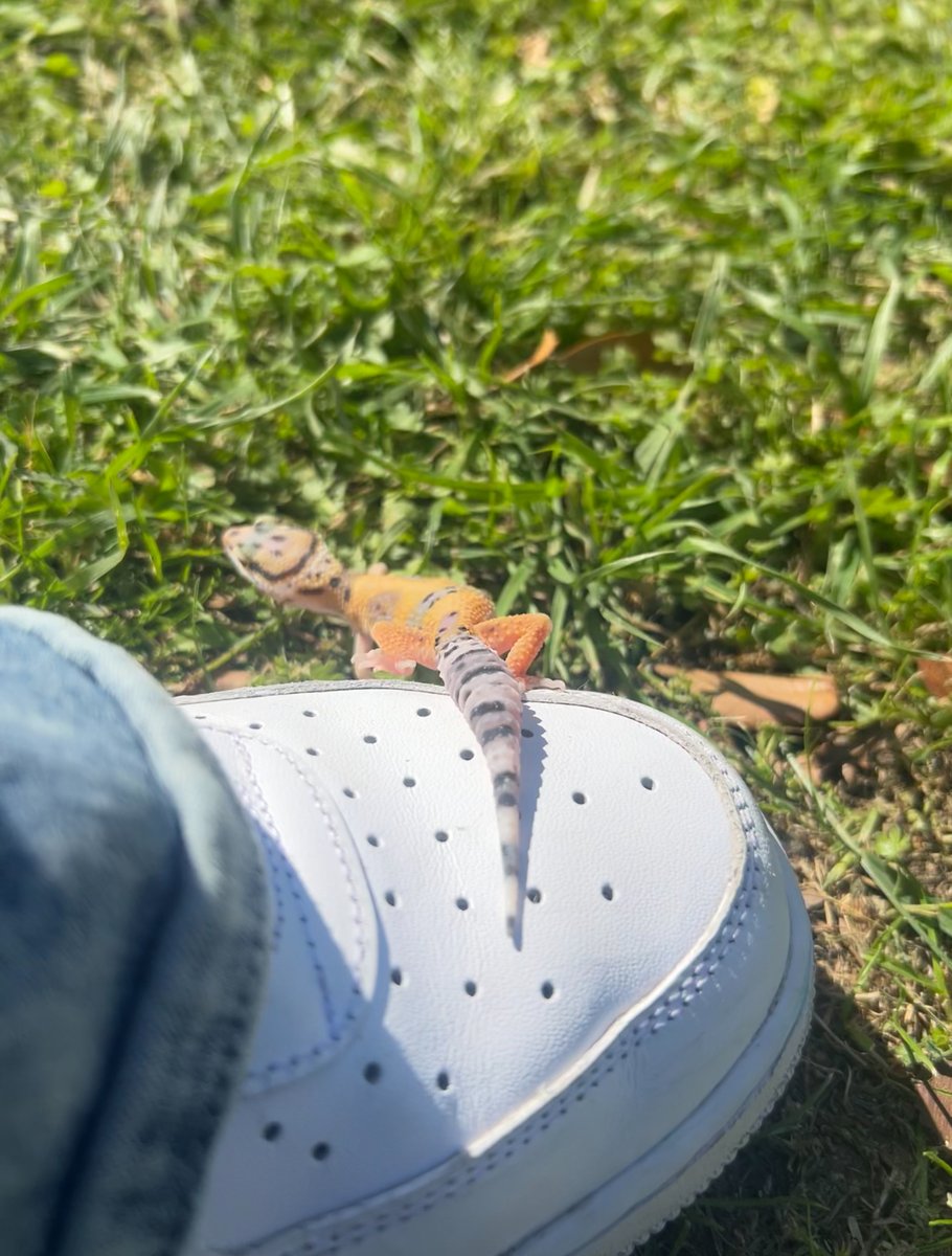 Lemon leopard gecko Leopard Gecko photo 2