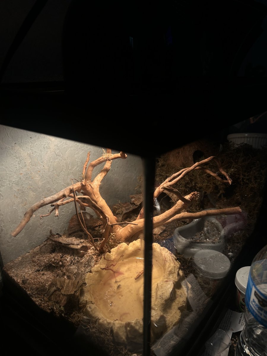 Lemon leopard gecko Leopard Gecko - unknown for sale from Arianna Garcia