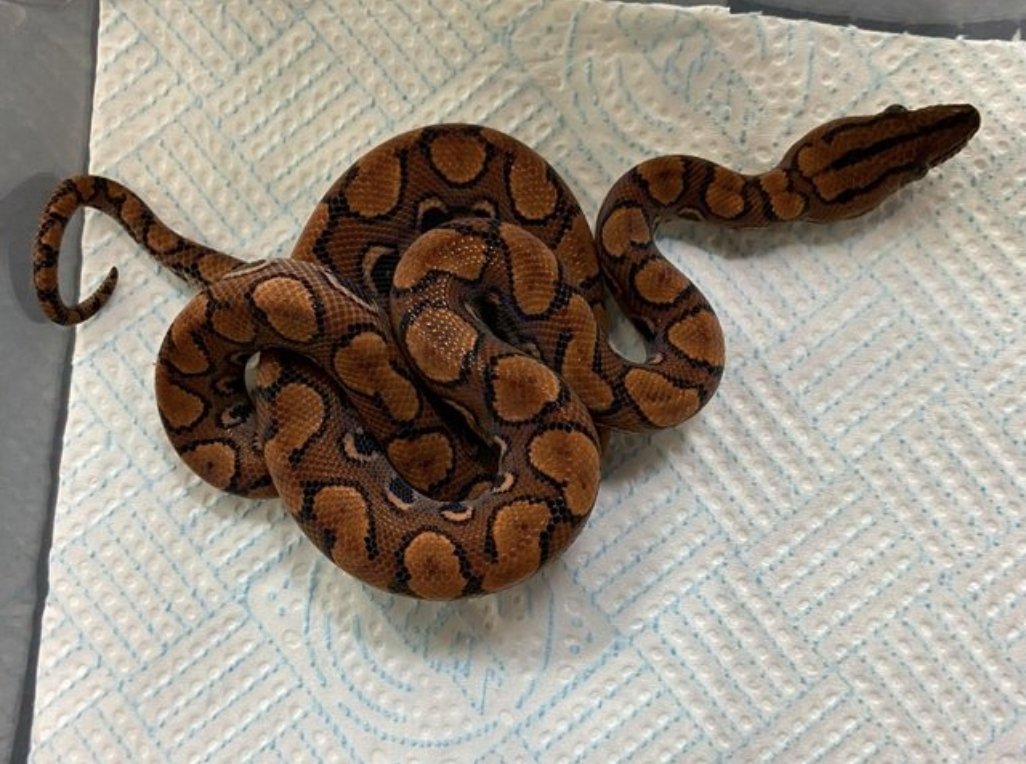 Normal Boa Constrictor photo 4