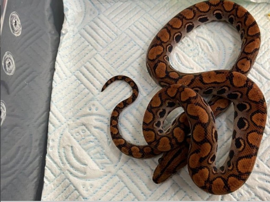 Normal Boa Constrictor photo 3