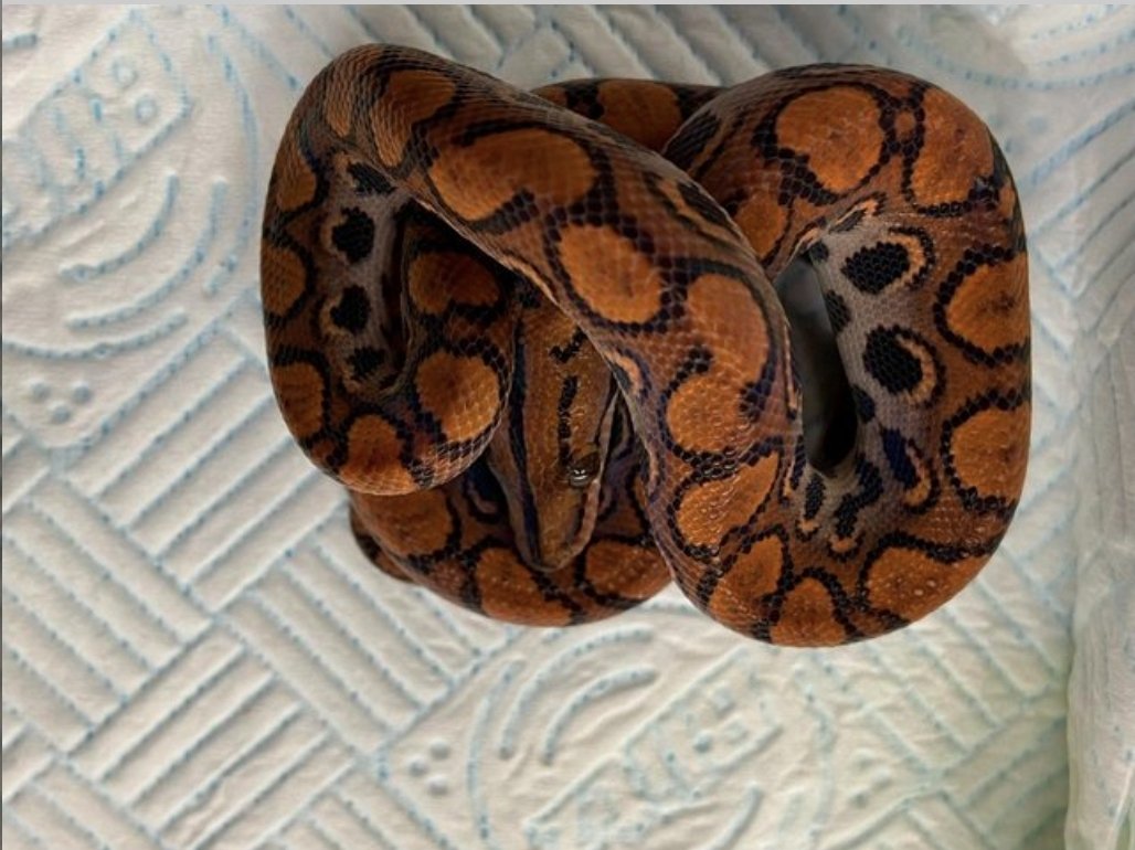 Normal Boa Constrictor photo 2