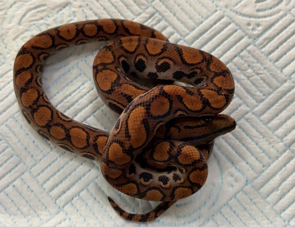 Normal Boa Constrictor - unknown for sale from Carlton Hoffman