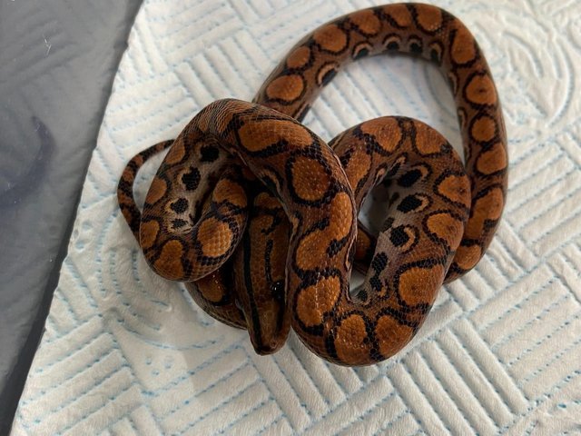 Normal Boa Constrictor photo 5