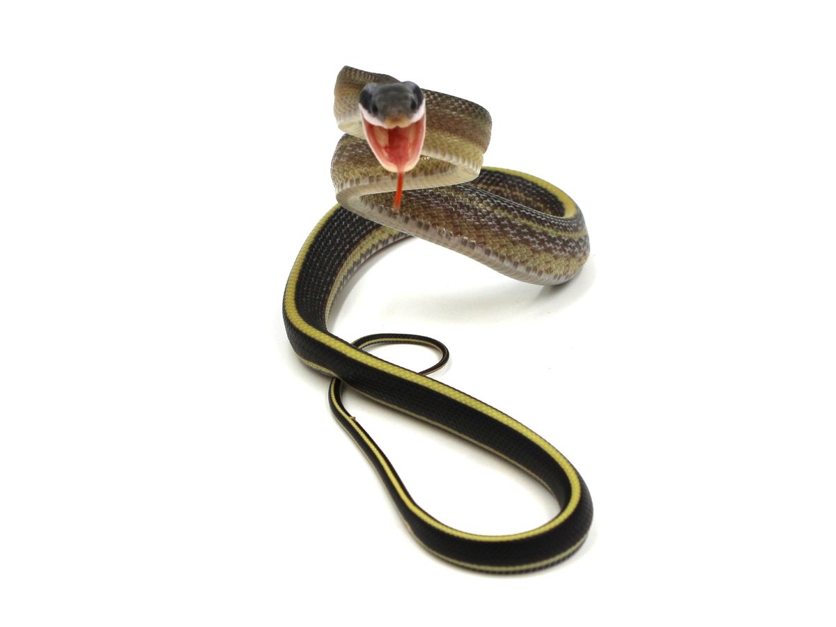 Normal Blue Beauty Rat Snake photo 5