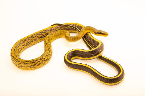 Normal Blue Beauty Rat Snake photo 4