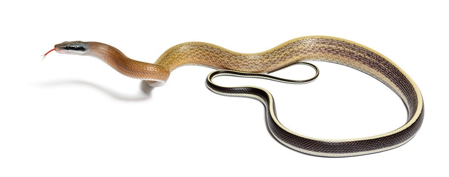 Normal Blue Beauty Rat Snake photo 3