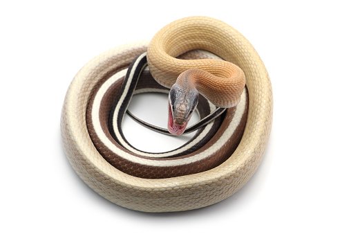 Normal Blue Beauty Rat Snake photo 2