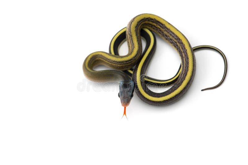 Normal Blue Beauty Rat Snake - unknown for sale from Carlton Hoffman