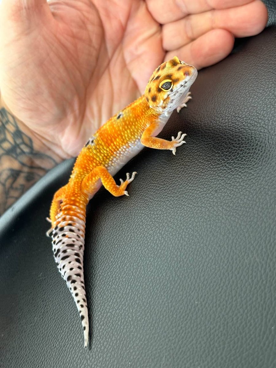 Eublepharis macularius — Leopard Gecko Emerine Eublepharis macularius — Leopard Gecko Emerine photo 4