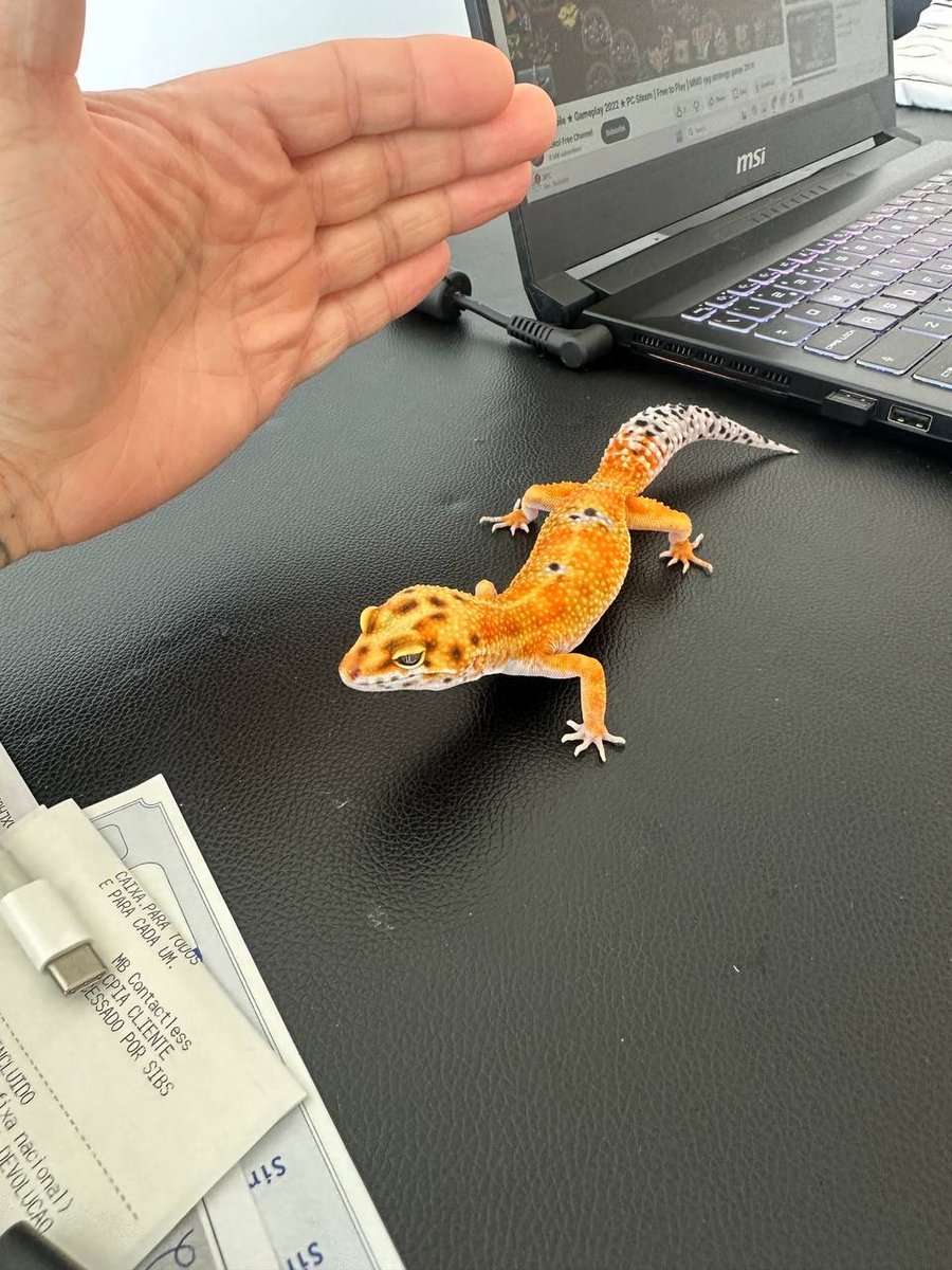 Eublepharis macularius — Leopard Gecko Emerine Eublepharis macularius — Leopard Gecko Emerine photo 3